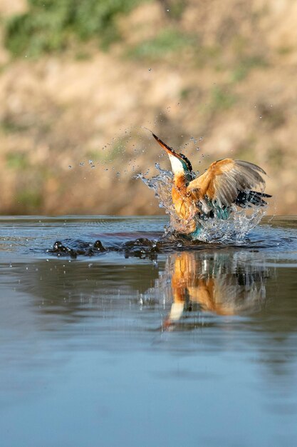 Adult female Common kingfisher fishing in a river in the last light of the afternoon of a winter day