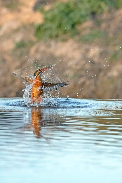 Adult female Common kingfisher fishing in a river in the last light of the afternoon of a winter day