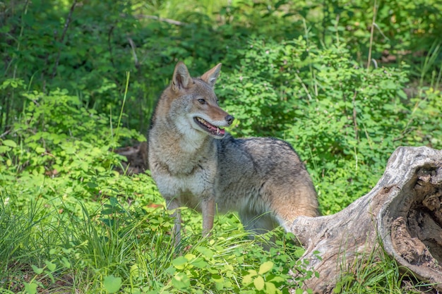 Adult Female Coyote in Long Green Underbrush