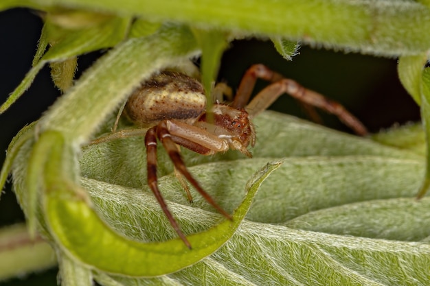 성체 암컷 게거미(Thomisidae)