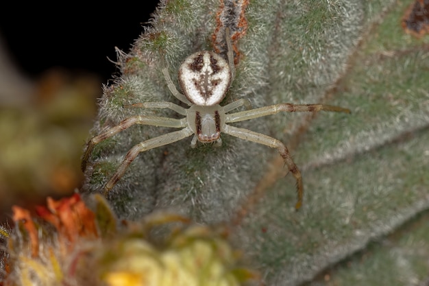 Взрослая самка крабового паука семейства Thomisidae