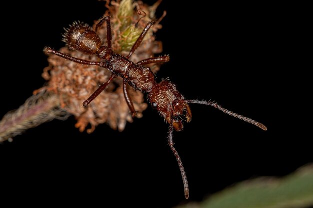 Photo adult female ectatommine ant