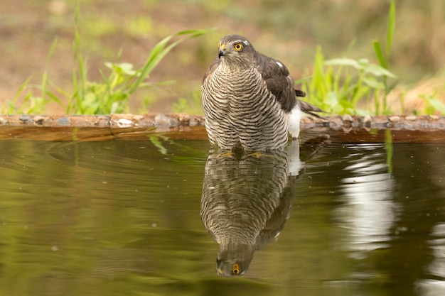 写真 地中海 の 松 と オーク の 森 の 中 の 水 の 点 に いる 成人 し た 雌 の ユーラシア 鳥 の 鷹