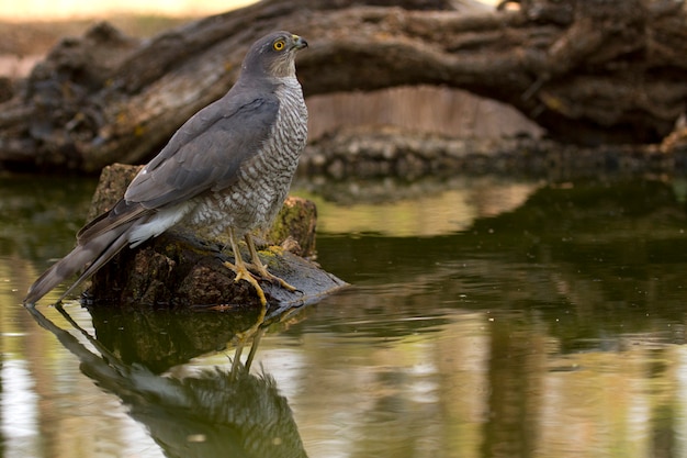 夏、鷹、鳥、ハヤブサ、Accipiter nisusの水穴で入浴と飲酒のユーラシアスズメの大人の女性