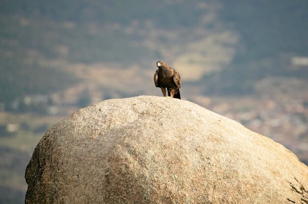 Femmina adulta aquila reale in una zona montuosa del mediterraneo con le prime luci dell'alba in autunno