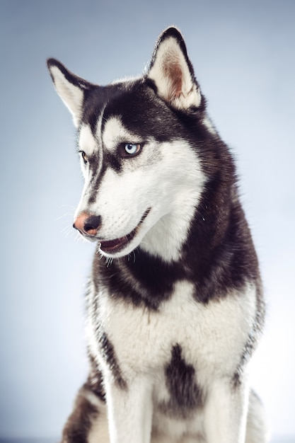 Adult female husky