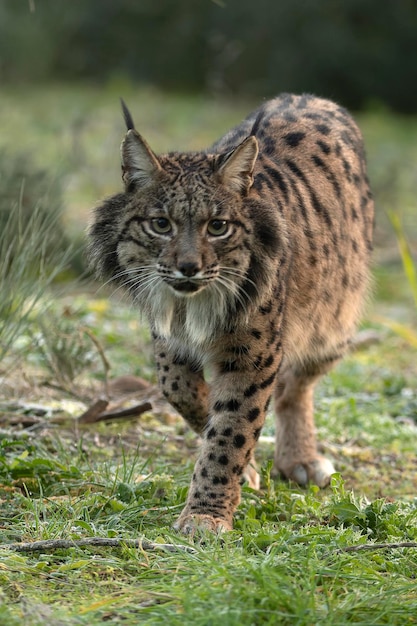 Adult female Iberian Lynx in her territory in the first light of sunrise on a cold winter day