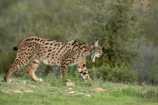 Adult female Iberian lynx in a Mediterranean oak forest with the first light of dawn