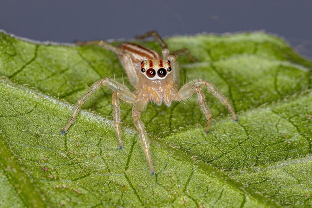 Adult Female Jumping Spider of the Genus Chira