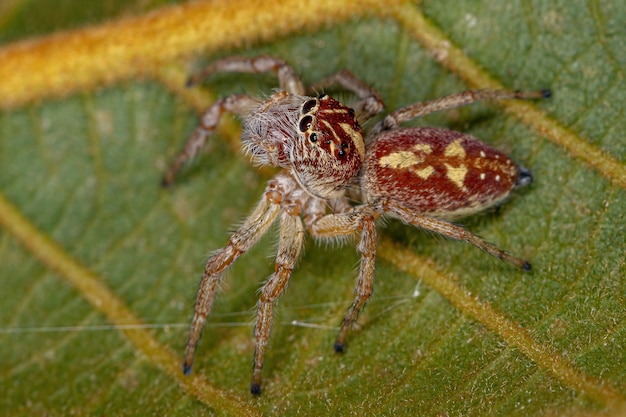 Adult Female Jumping Spider of the Genus Frigga
