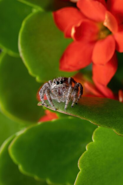 Adult female jumping spider of the species Megafreya sutrix on a Flaming Katy Plant of the species Kalanchoe blossfeldiana