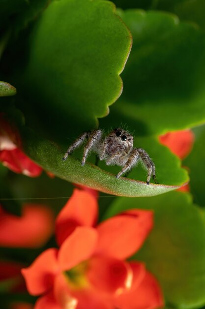 Adult female jumping spider of the species Megafreya sutrix on a Flaming Katy Plant of the species Kalanchoe blossfeldiana