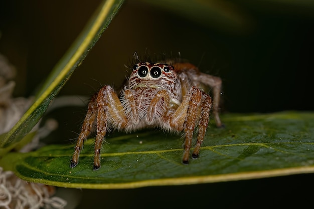 Adult Female Jumping Spider