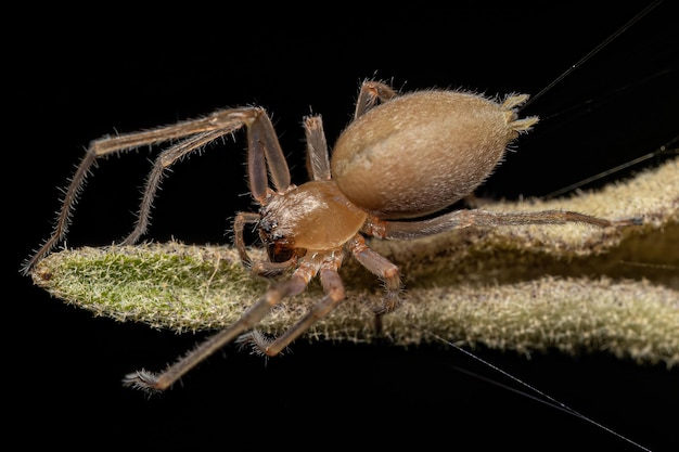 大人のメスの足の長いサックスパイダー