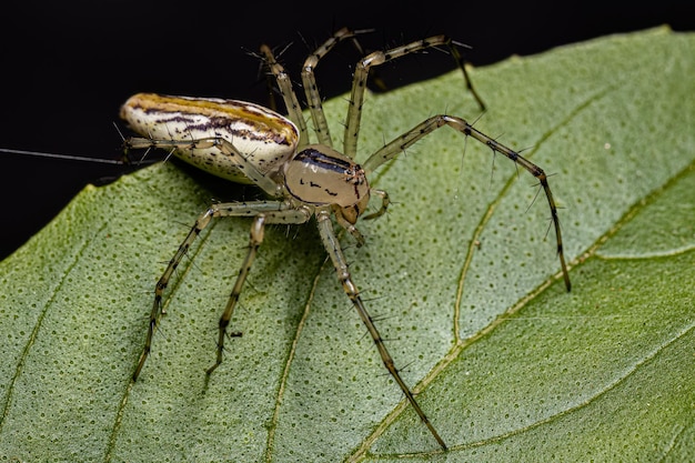 Adult Female Lynx Spider