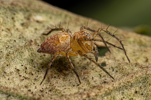 Adult Female Lynx Spider