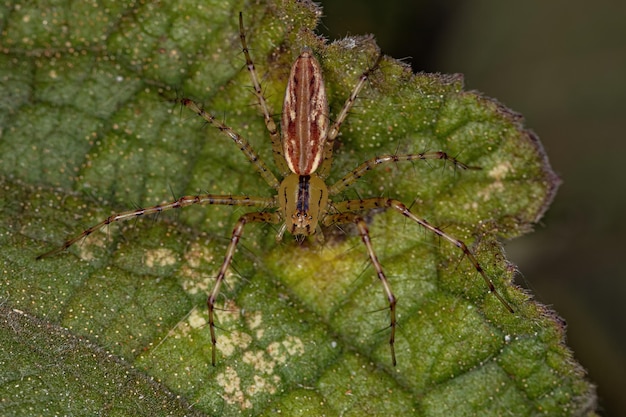 Photo adult female lynx spider