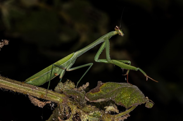 大人の女性のカマキリ