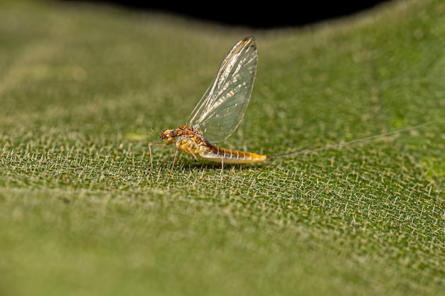 Adult Female Mayfly Insect