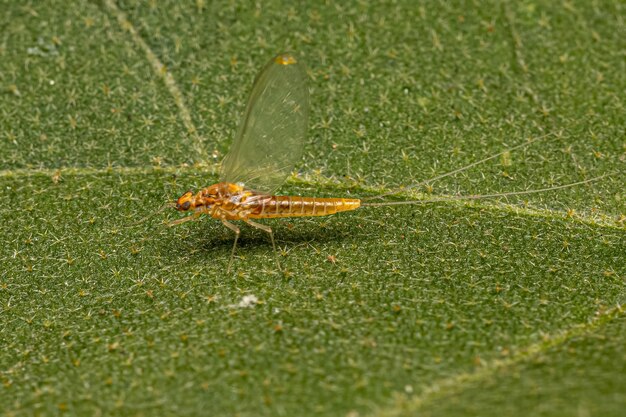 Adult Female Mayfly Insect