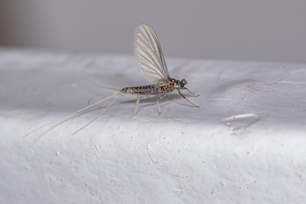 Adult Female Mayfly of the Order Ephemeroptera