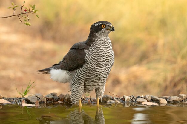 Photo adult female northern goshawk drinking at a water point in a mediterranean forest