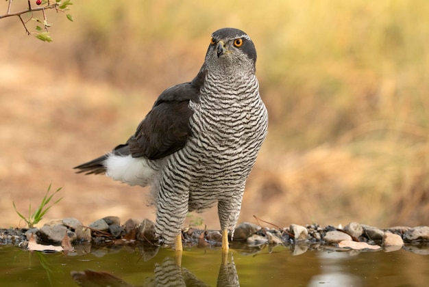 Adult female Northern goshawk drinking at a water point in a Mediterranean forest