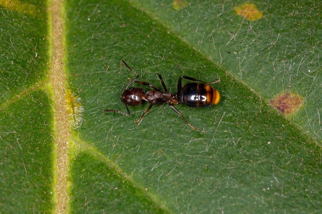 Dolichoderinae 아과의 성체 암컷 냄새 나는 개미