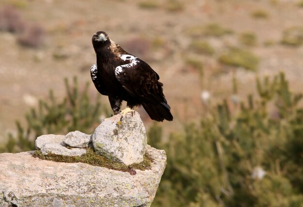 Взрослая самка испанского imperial eagle, aquila adalberti