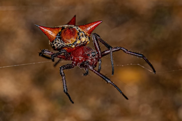 Adult Female Orbweaver