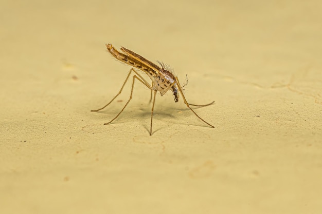 Adult Female Phantom Midge Insect