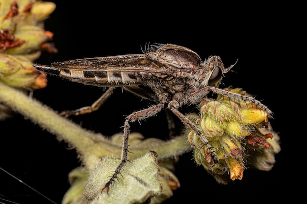 Adult Female Robber Fly