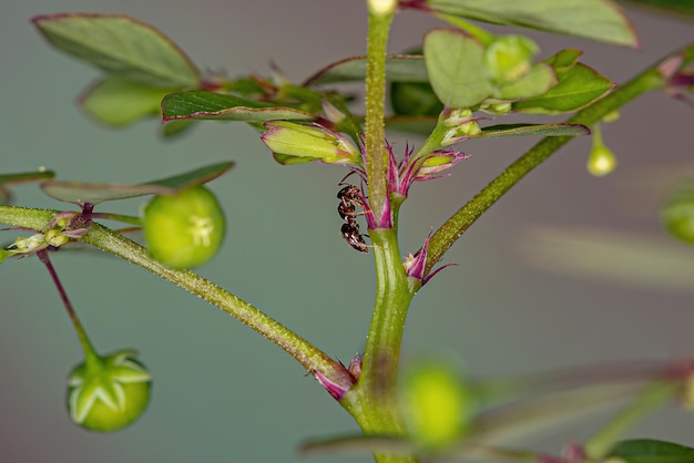 Взрослая самка марсохода рода Brachymyrmex на листо-цветочном растении Маскаренского острова вида Phyllanthus tenellus