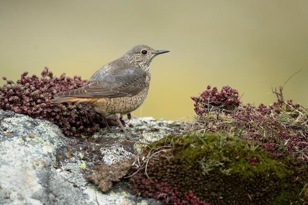 Photo adult female of rufoustailed rock thrush within her breeding territory in a high mountain area