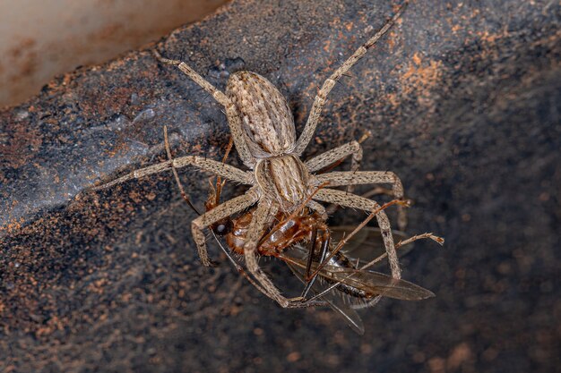 Взрослая самка бегущего краба-паука семейства Philodromidae, охотящаяся на взрослого муравья-плотника-самца из рода camponotus