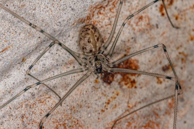 Взрослая самка короткотелого подвального паука вида Physocyclus globosus