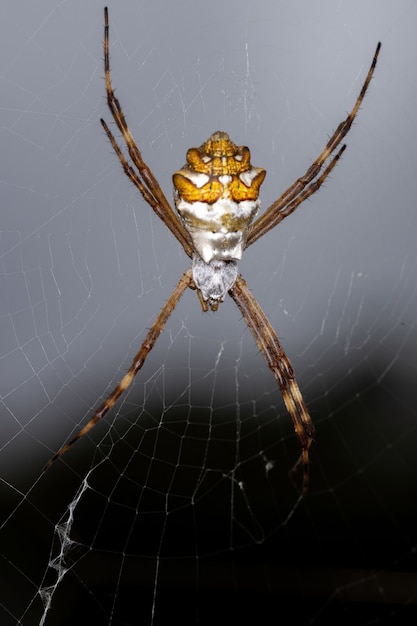 Photo adult female silver garden orbweaver of the species argiope argentata