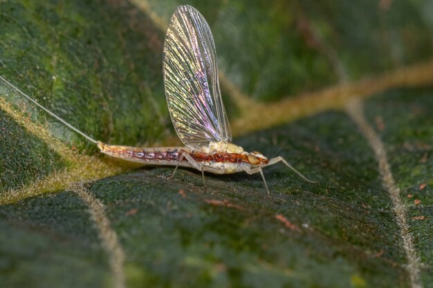 Взрослая самка малой подёнки семейства Baetidae