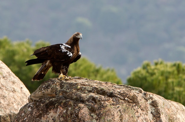 Adult female of Spanish Imperial Eagle. Aquila adalberti.