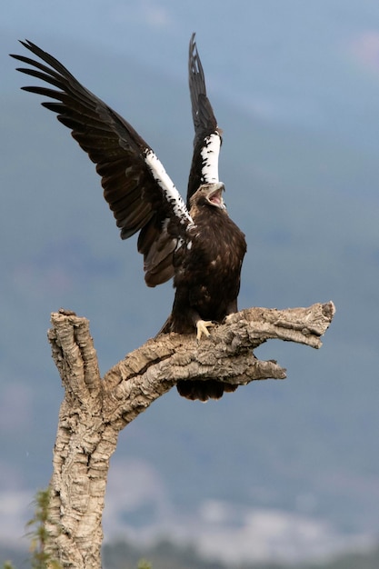 Adult female Spanish Imperial Eagle defending her territory from her favorite lookout of red kites