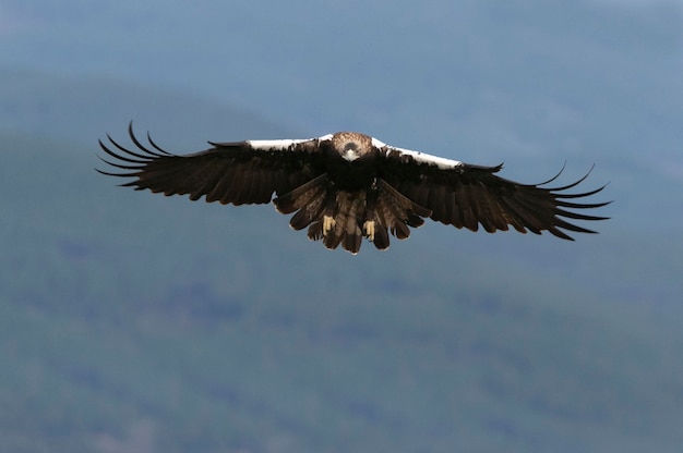 Adult female Spanish Imperial Eagle flying in the early morning of a cold January day