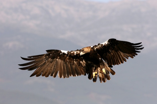 Adult female Spanish Imperial Eagle flying with the first light of day in a Mediterranean pine and oak forest