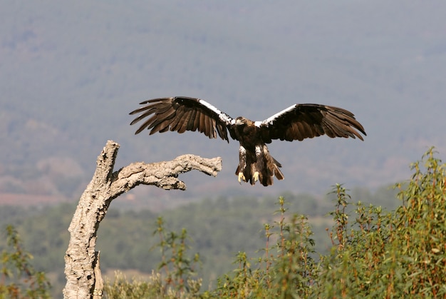 Adult female Spanish Imperial Eagle flying with the first light of day in a Mediterranean pine and oak forest