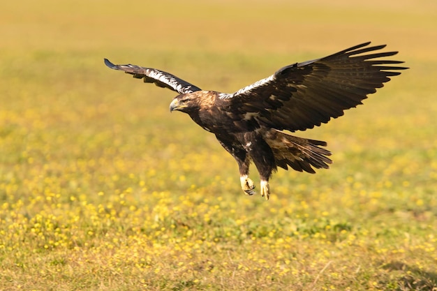 Adult female Spanish Imperial Eagle flying with the first rays of dawn on a winters day