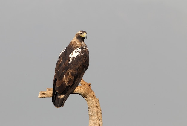 Adult female Spanish Imperial Eagle on her favorite watchtower with first morning lights