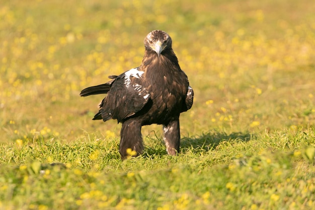 Adult female Spanish Imperial Eagle with the first rays of dawn on a winters day