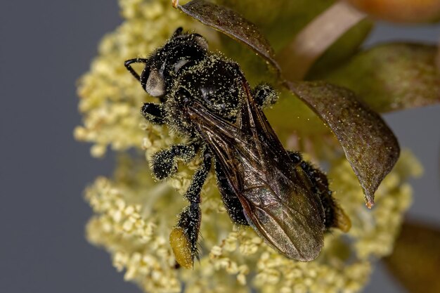 Adult female stingless bee of the genus trigona on flower of castor bean of the tree of the species ricinus communis