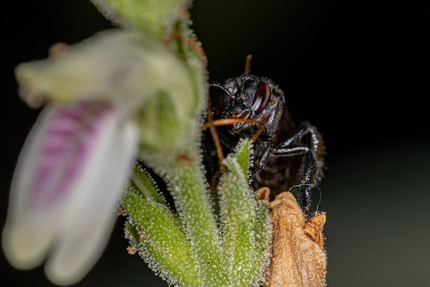 Justiciaglischrantha種の花に生息するハリナシバチ属の成虫のメスのハリナシミツバチ