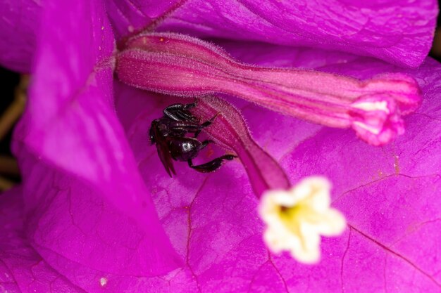 Photo adult female stingless bee of the genus trigona