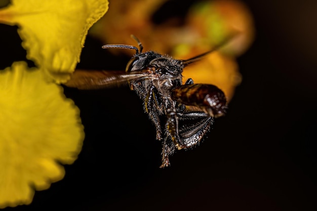 Adult Female Stingless Bee